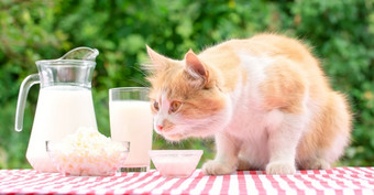 红色的猫表格与乳制品产品自然绿色背景绿色产品概念红色的猫表格与乳制品产品