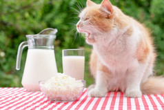 红色的猫与露出口坐在表格与乳制品产品有趣的猫警卫牛奶和小屋奶酪漫画空白为广告乳制品产品红色的猫与露出口坐在表格与乳制品产品