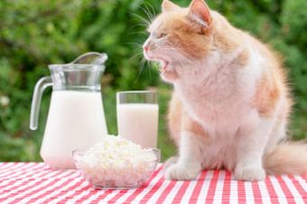 红色的猫与露出口坐在表格与乳制品<strong>产品</strong>有趣的猫警卫牛奶和小屋奶酪漫画空白为广告乳制品<strong>产品</strong>红色的猫与露出口坐在表格与乳制品<strong>产品</strong>