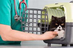 兽医诊所采取波斯猫你的转运体