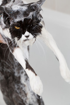 浴淋浴波斯品种猫
