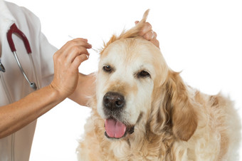 兽医执行清洁耳朵金寻回犬的诊所