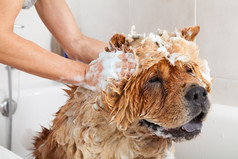 泡沫浴可爱的狗周润发周润发