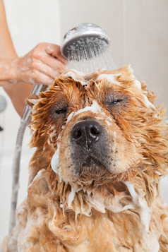 泡沫浴可爱的狗周润发周润发