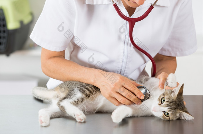 兽医执行听诊;生病的小猫的诊所