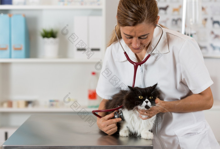 兽医执行听诊;生病的小猫的诊所