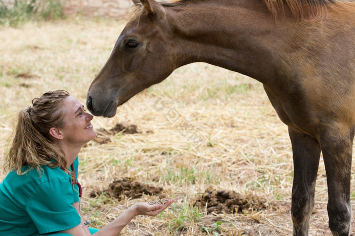 兽医认为喂养马的农场图片