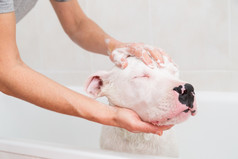 泡沫浴可爱的狗多戈阿根廷