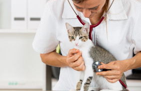兽医执行听诊生病的小猫的诊所