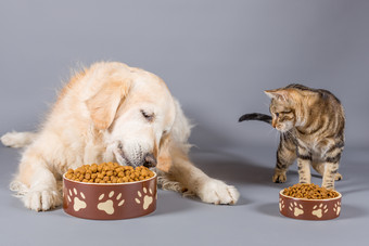 狗和猫吃干食物碗