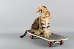 猫坐着前滑板看回来