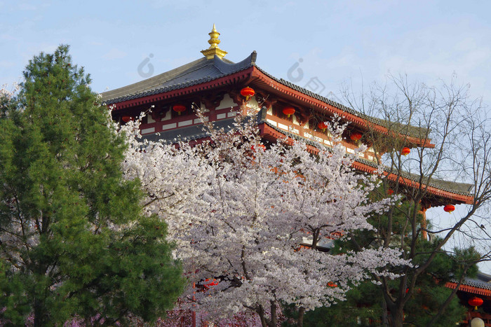 陕西省西安大唐芙蓉园彩色图片清晰场景