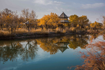 新疆南疆胡杨林森林公园自然氛围摄影图