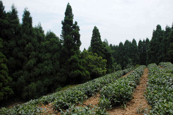 湖南省张家界高山茶园茂盛写实场景