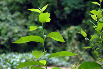 <strong>中草药</strong>杜仲