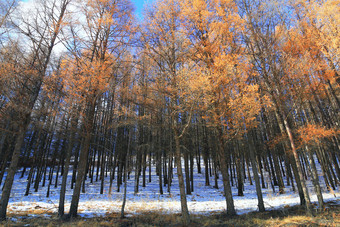 黑龙江省大兴安岭冬季<strong>雪景</strong>