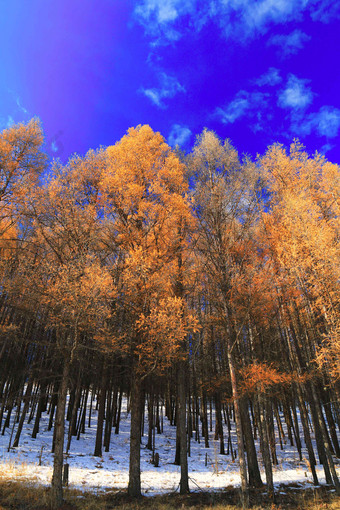 黑龙江省大兴安岭冬季<strong>雪景</strong>