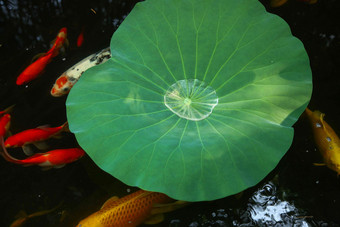 池塘<strong>荷叶</strong>