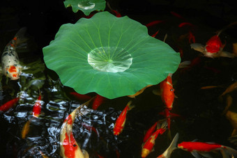 池塘金鱼夏天自然美庭院高端镜头