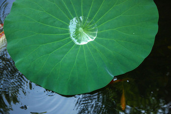 池塘<strong>荷叶</strong>