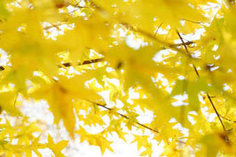 秋天黄色枫叶仰视清晰场景
