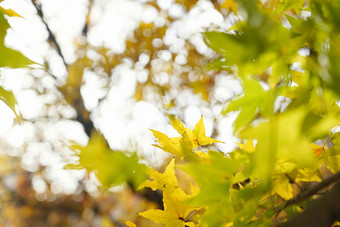 秋天枫叶户外写实摄影