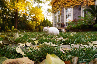 秋天私家别墅的庭院庄园相片
