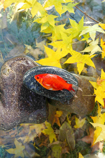 秋天池塘中的金鱼湖高清素材