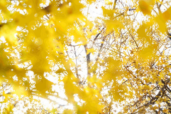 秋天黄色枫叶叶子高清影相