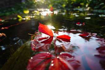 阳光下池塘中的红色爬山虎