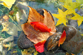 秋天池塘中的金鱼石头清晰镜头