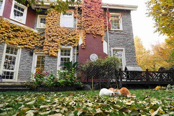 秋天私家别墅的庭院茂盛高端照片