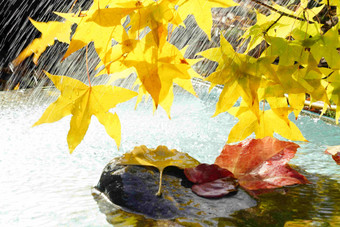 雨中<strong>的枫叶</strong>和落叶