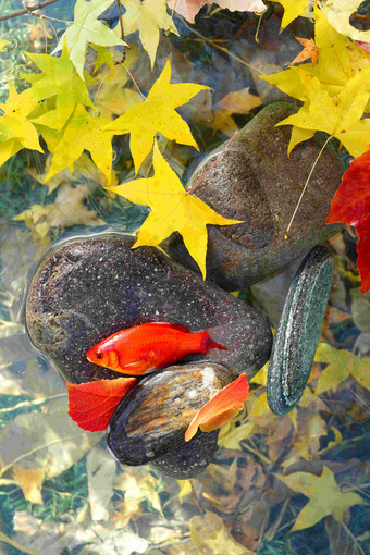 秋天池塘中的金鱼水池高端图片