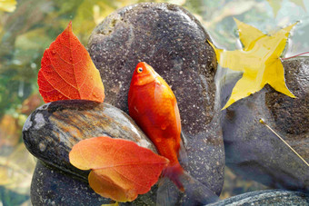秋天池塘中的金鱼东亚高清图片