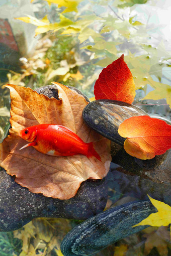 秋天池塘中的金鱼