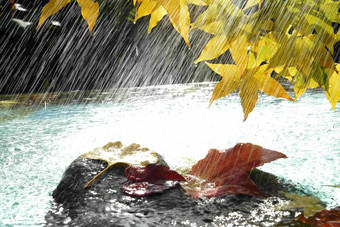 雨中的<strong>枫叶</strong>和落叶水高质量照片