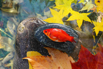 秋天池塘中的金鱼水平构图清晰照片