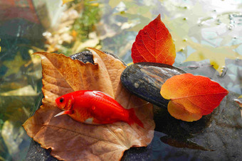 秋天池塘中的金鱼