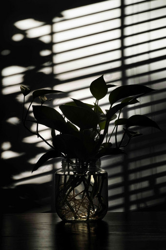 逆光拍摄的窗户下面的绿色植物简单高清图片