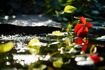 阳光下的池塘反射高清摄影图