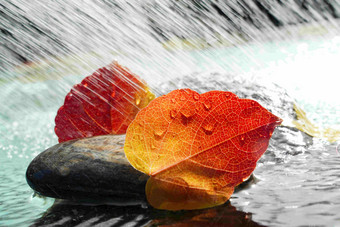 雨水里的红叶