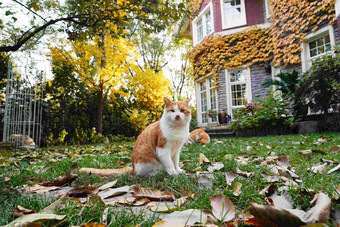 私家<strong>别墅</strong>的庭院里的猫树叶氛围影相