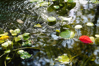 阳光下池塘中的荷叶和红叶花园高质量影相