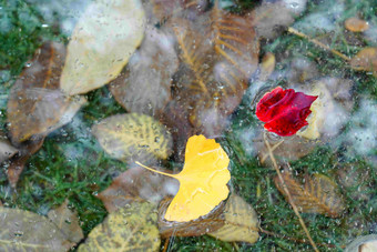 秋天掉落的树叶水平构图摄影