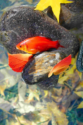 秋天池塘中的金鱼摄影清晰镜头