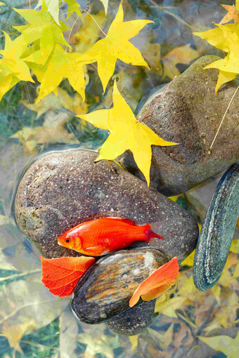 秋天池塘中的金鱼垂直构图氛围摄影图