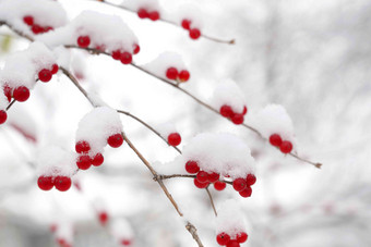 雪后的金银木果实