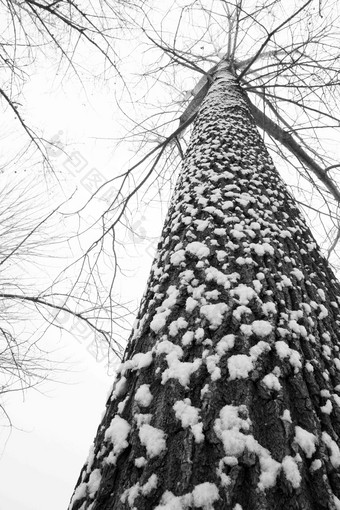 大雪后的一棵树选择对焦清晰照片