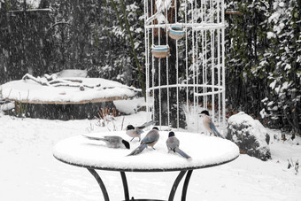 雪中私家花园里的喜鹊灌木高清素材